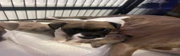 Mixed Breed dogs for sale: 3 Beautiful frenchbulldogxwhippets - Advert 12