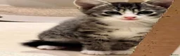 Mixed Breed cats for adoption: Rescue silver tabby kitten, Cricket needs a home  - Advert 5