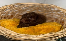 Miniature Poodle dogs for sale: 3 beautiful miniature poodles  - Image 10