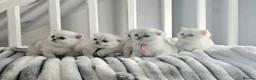 Scottish Fold cats for sale: Scottish fold/straight kittens - Advert 10