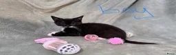Mixed Breed cats for sale: 3 kittens looking for loving homes  - Advert 20