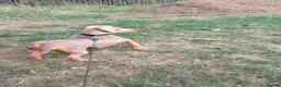 Miniature Dachshund dogs for sale: Miniature Dachshund  - Advert 6