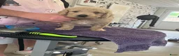 Goldendoodle dogs for sale: Golden doodles F1 in Grimsby - Advert 9