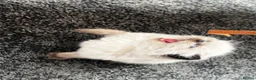 Persian cats for sale: Persian kittens for sale - Advert 3