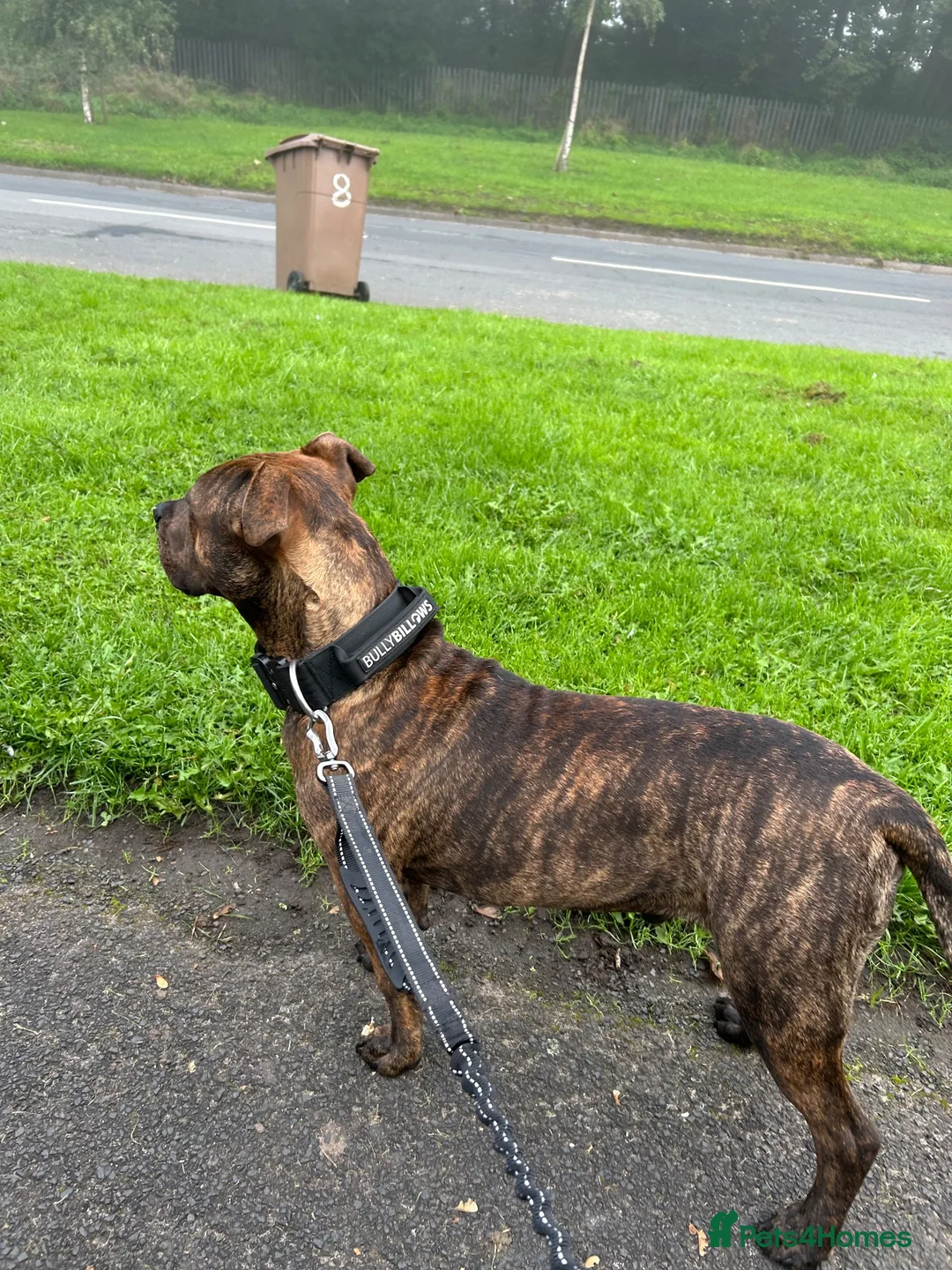 Mixed Breed dogs for sale: 7 month old AmStaff  in Manchester - Advert 7