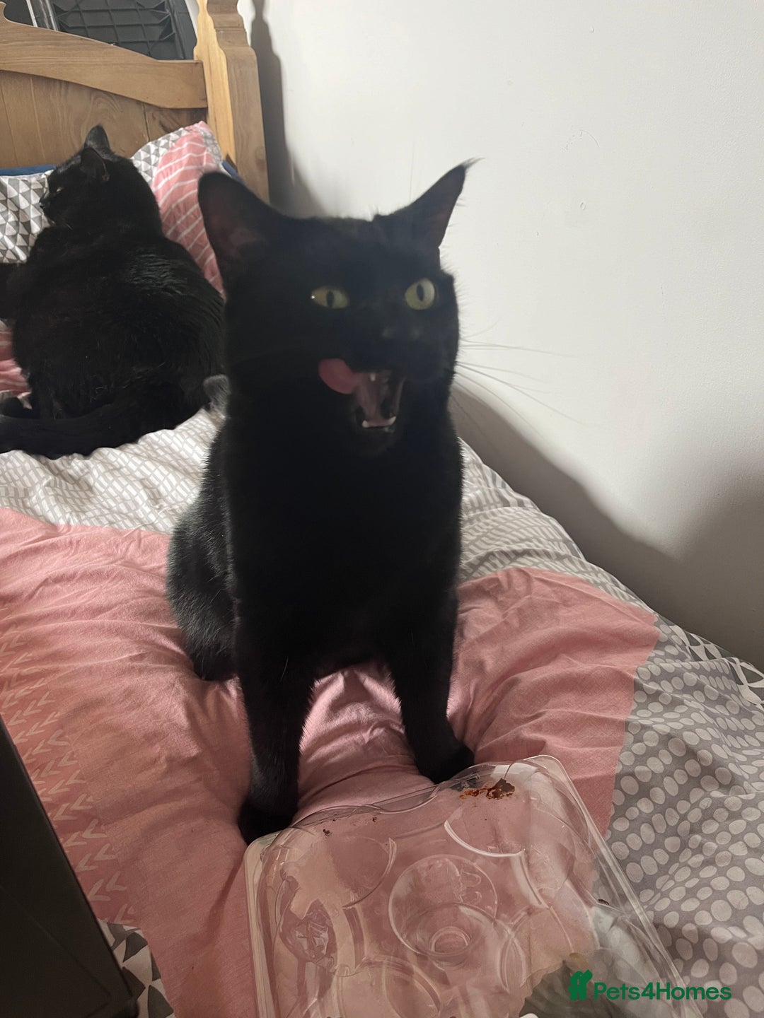 Mixed Breed cats for sale: 2 black cats mother and son - Advert 6