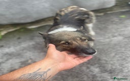Huskita dogs for sale: akkita mix hussky - Image 3