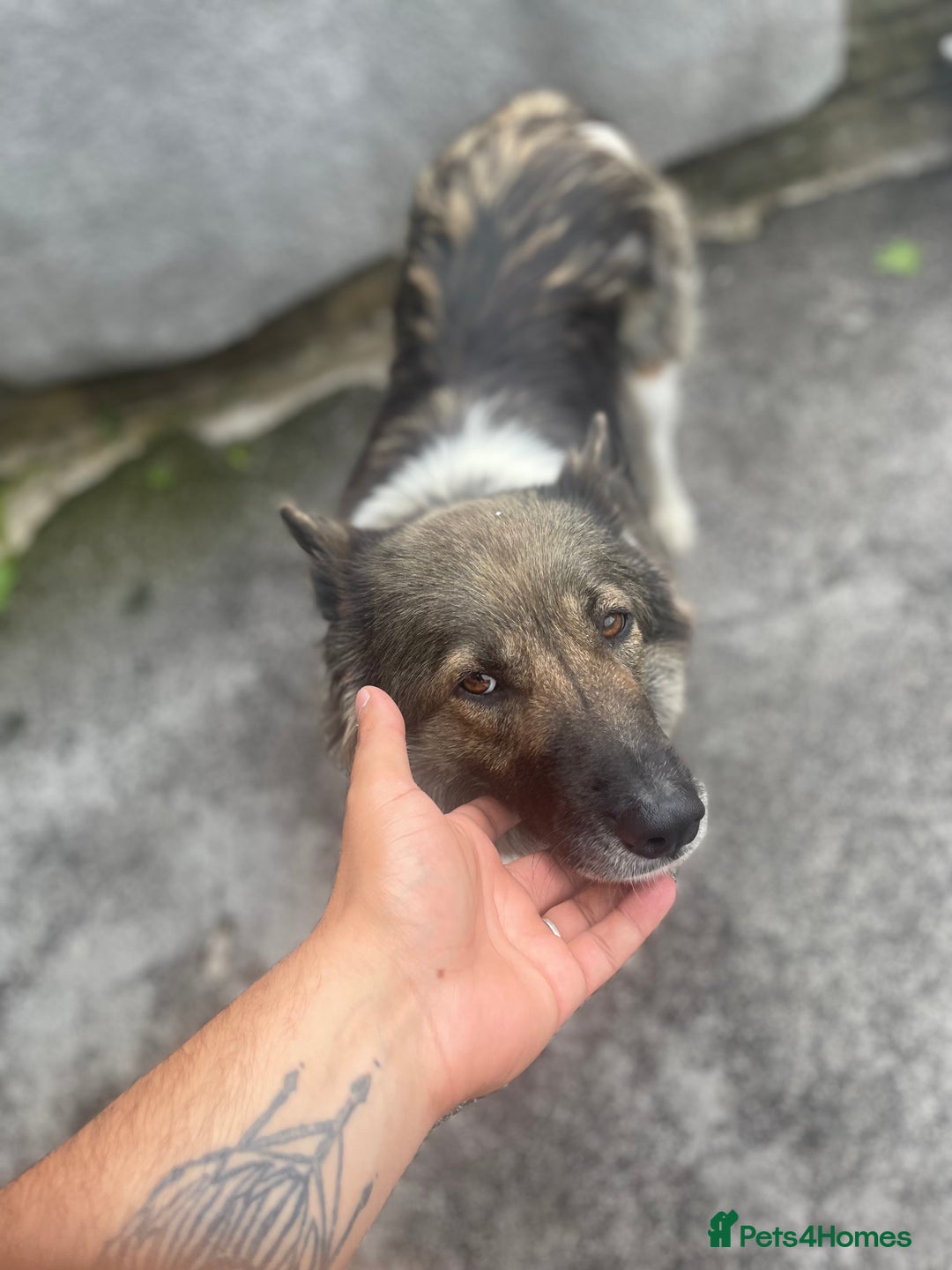 Huskita dogs for sale: akkita mix hussky - Image 3