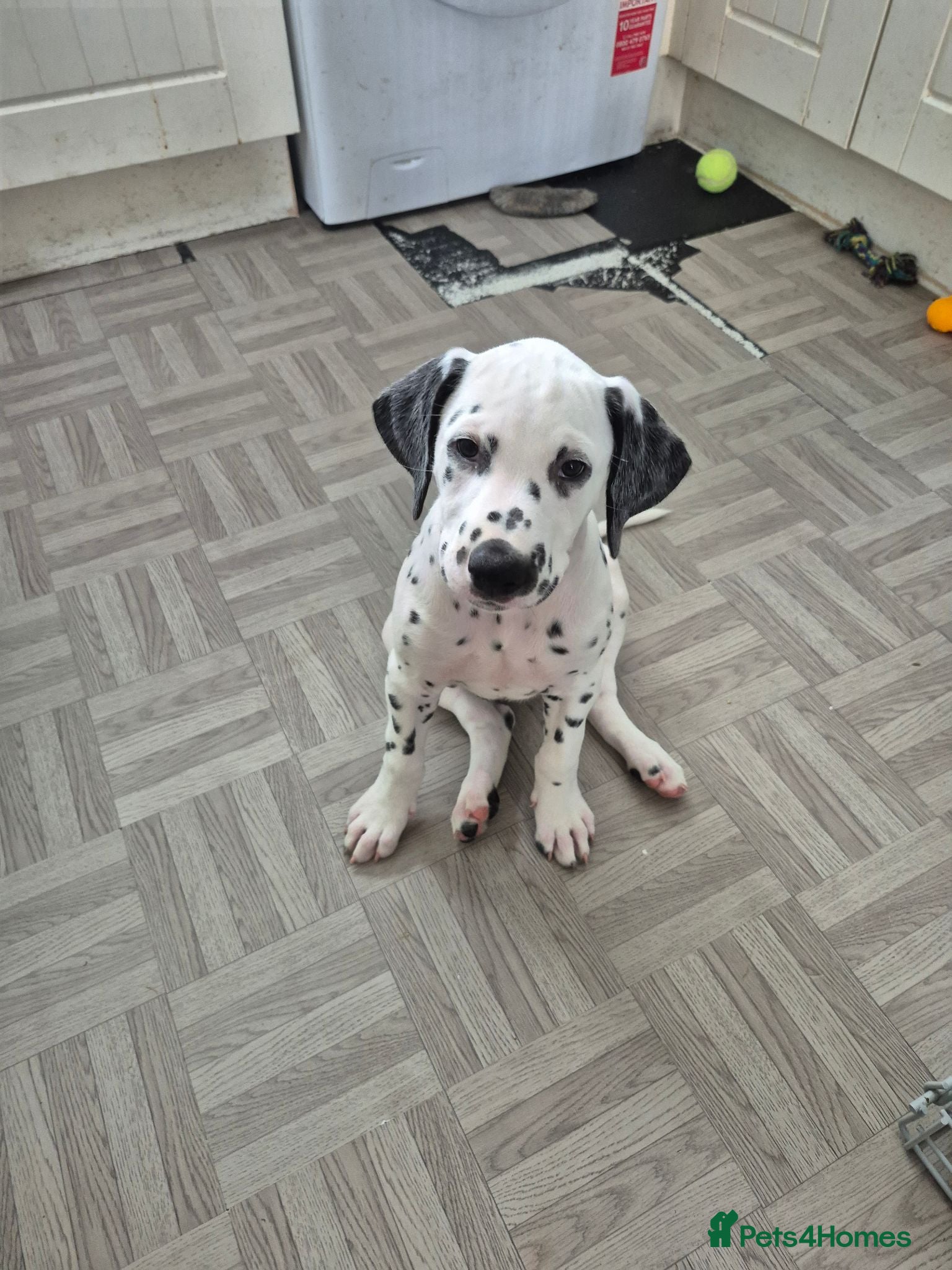 Dalmatian dogs Litter of pure Dalmatian puppies - Advert 8