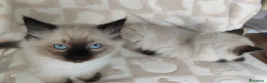 Ragdoll 1