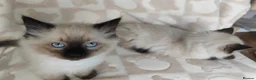 Ragdoll cats for sale: Ragdoll kittens  - Advert 2