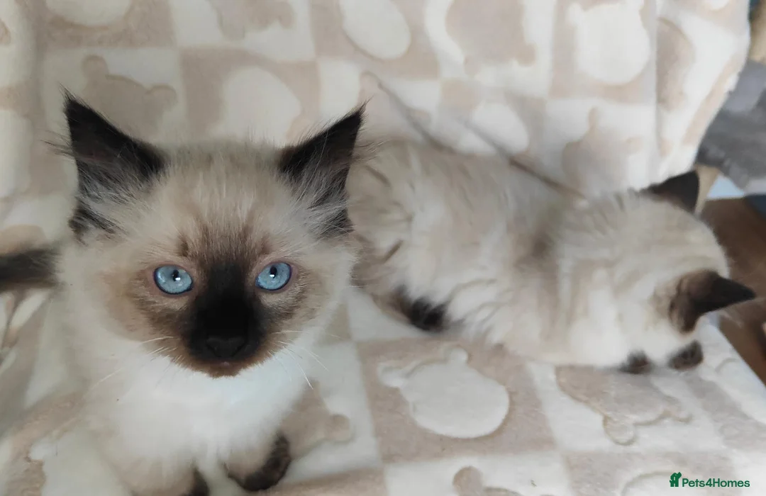 Ragdoll cats for sale: Ragdoll kittens  - Advert 2