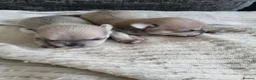 Chihuahua dogs for sale: Stunning puppies in Congleton - Advert 4