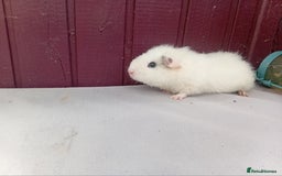 Guinea Pig rodents for sale: White baby boys - Image 4
