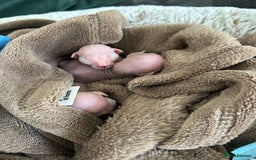 Sphynx cats for sale: Three sphynx kittens  - Image 8