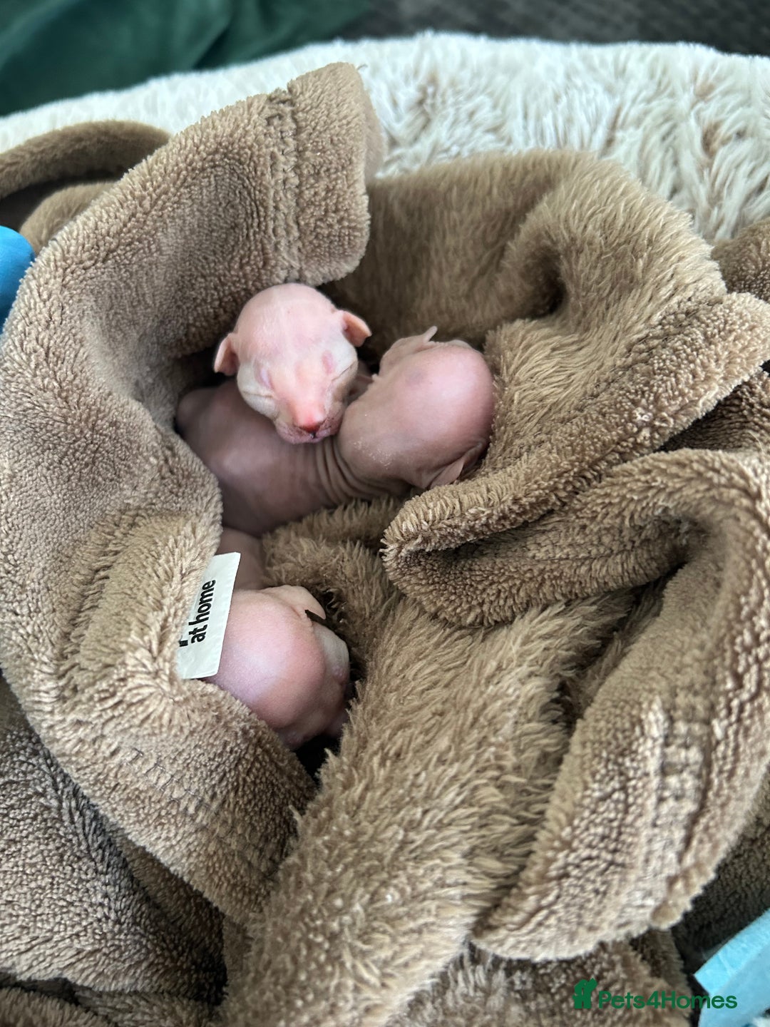 Sphynx cats for sale: Three sphynx kittens  - Image 8
