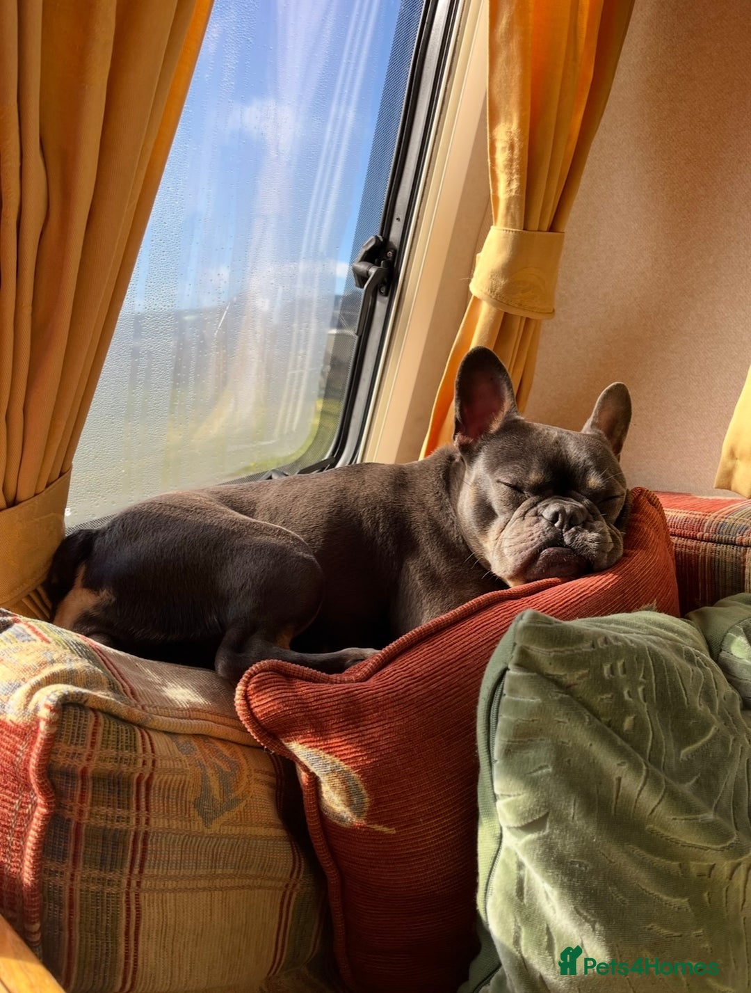 French Bulldog dogs for sale: Meet Zola 🐶  - Image 11