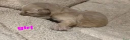Golden Retriever dogs for sale: Golden retriever champion bloodline puppies. - Advert 30