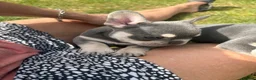 French Bulldog dogs for sale: Stunning 3rd generation French Bulldog puppies - Advert 3