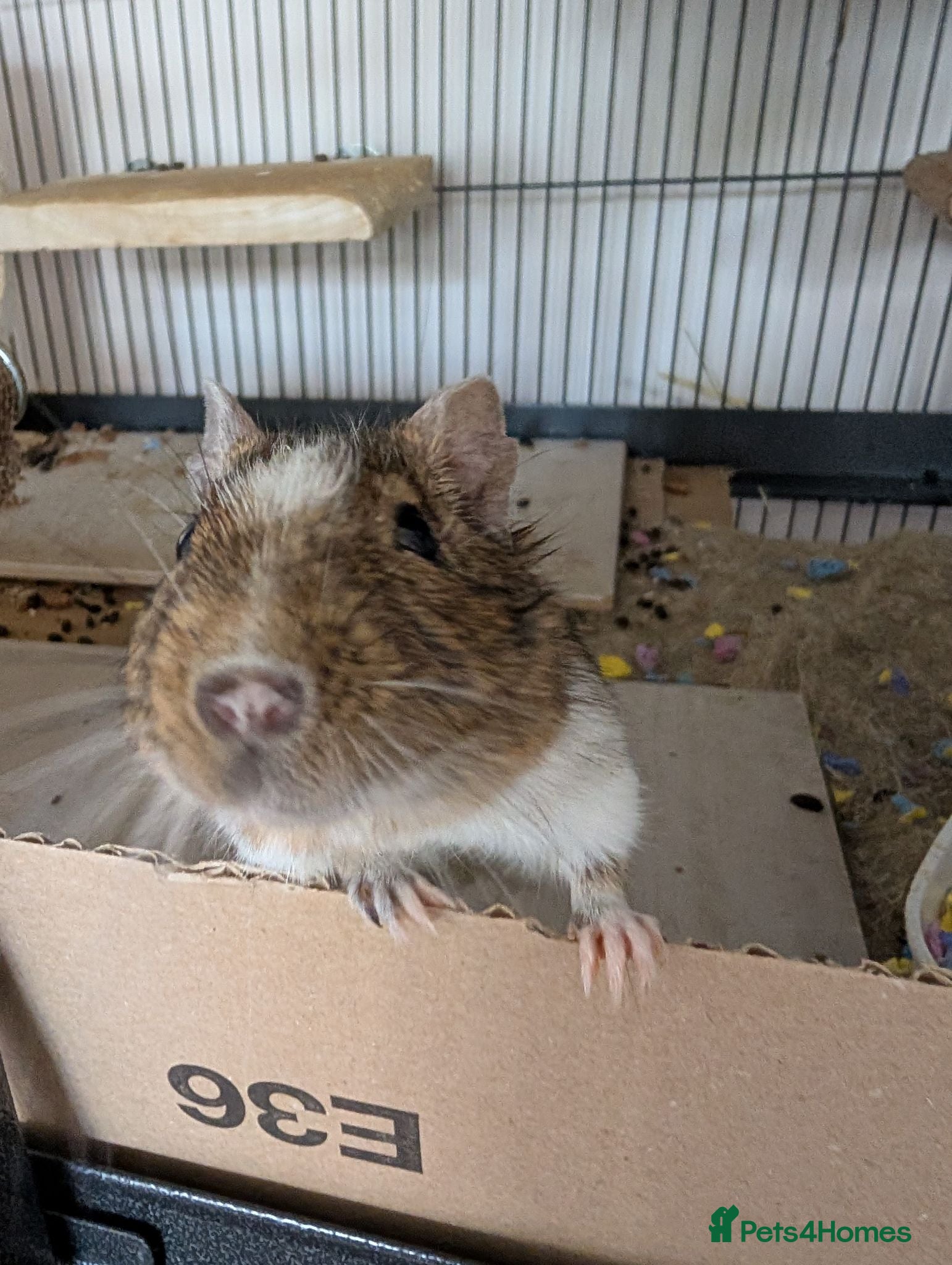 Degus rodents Friendly Male Degus Looking for a New Home - Advert 2