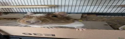 Degus rodents for sale: Friendly Male Degus Looking for a New Home in Coulsdon - Advert 2