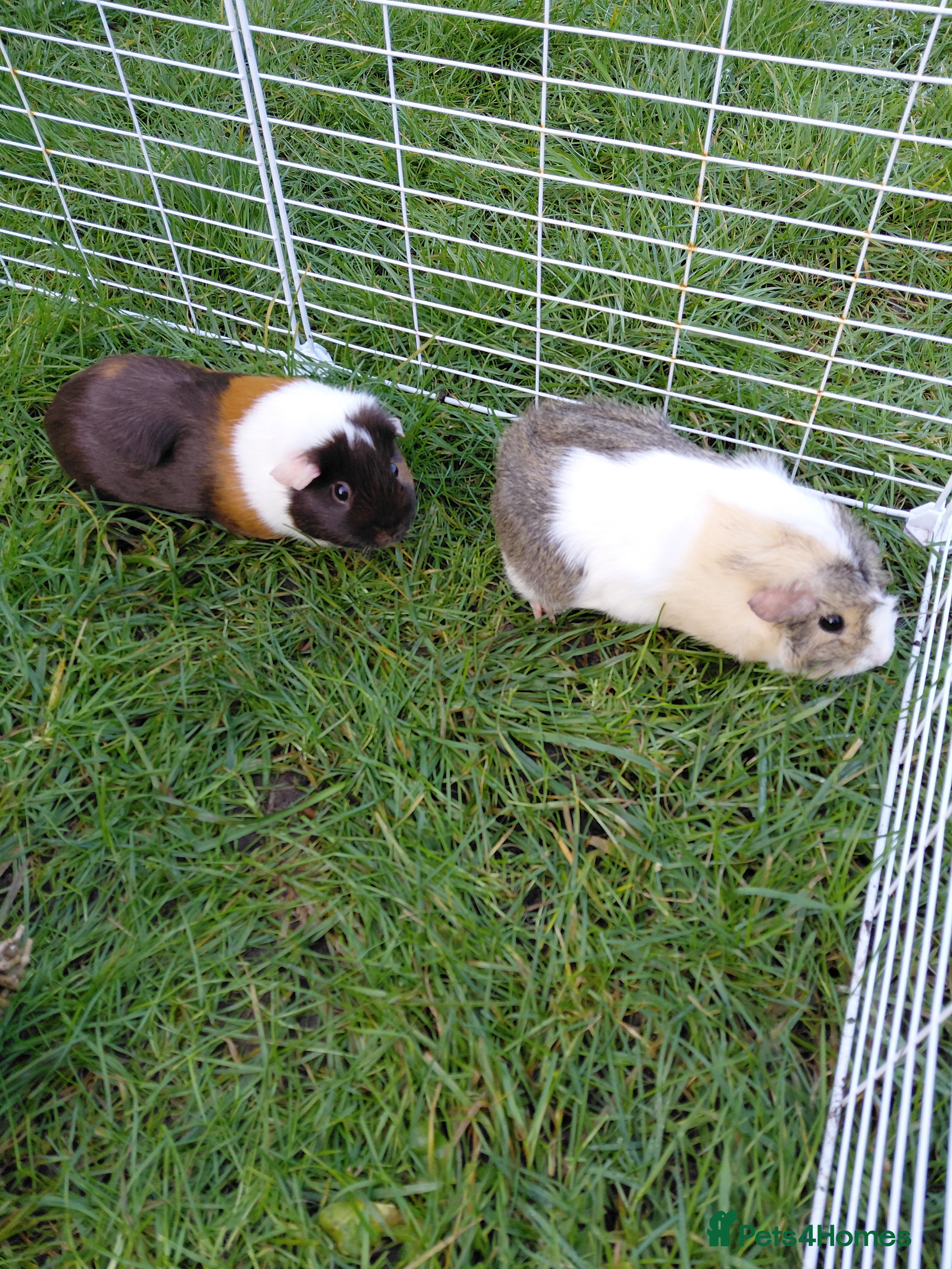 Guinea Pig rodents 2 Female Gineau Pigs For Sale - Advert 1