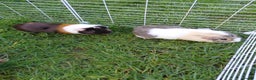 Guinea Pig rodents for sale: 2 Female Gineau Pigs For Sale - Advert 1