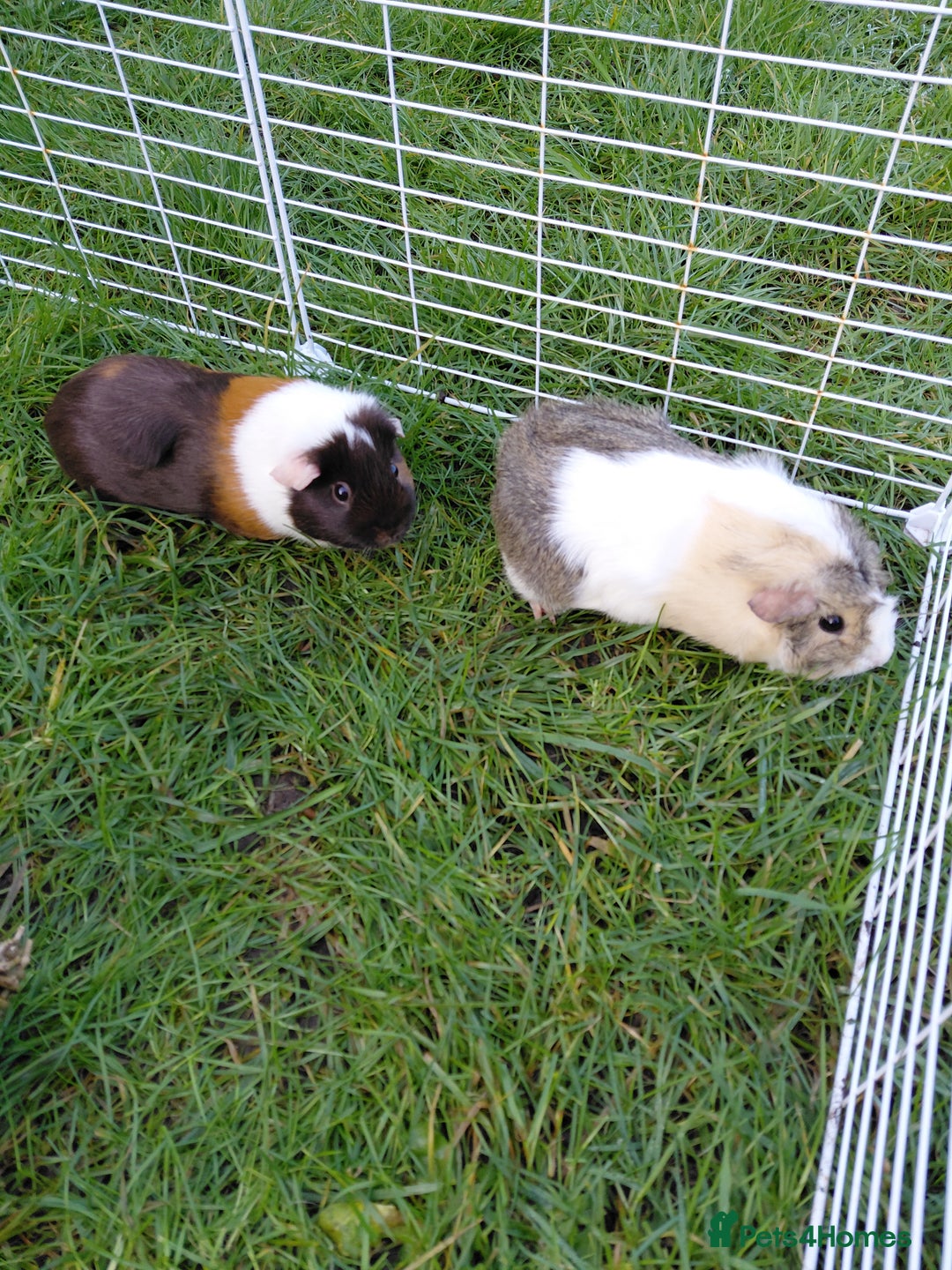 Guinea Pig rodents for sale: 2 Female Gineau Pigs For Sale - Advert 1