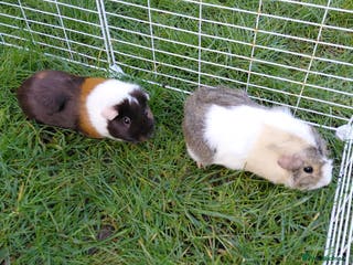 Guinea Pig rodents 2 Female Gineau Pigs For Sale - Advert 1