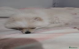 Pomeranian dogs for sale: Baby Teacup pomeranian boy  - Image 10