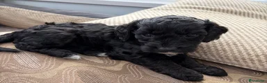 Cockapoo 3
