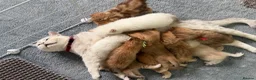 British Shorthair cats for sale: British Sh golden odd /blue eyed kittens GCCF  - Advert 23