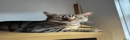 Bengal cats for sale: Bengal Brother and Sister  - Advert 8