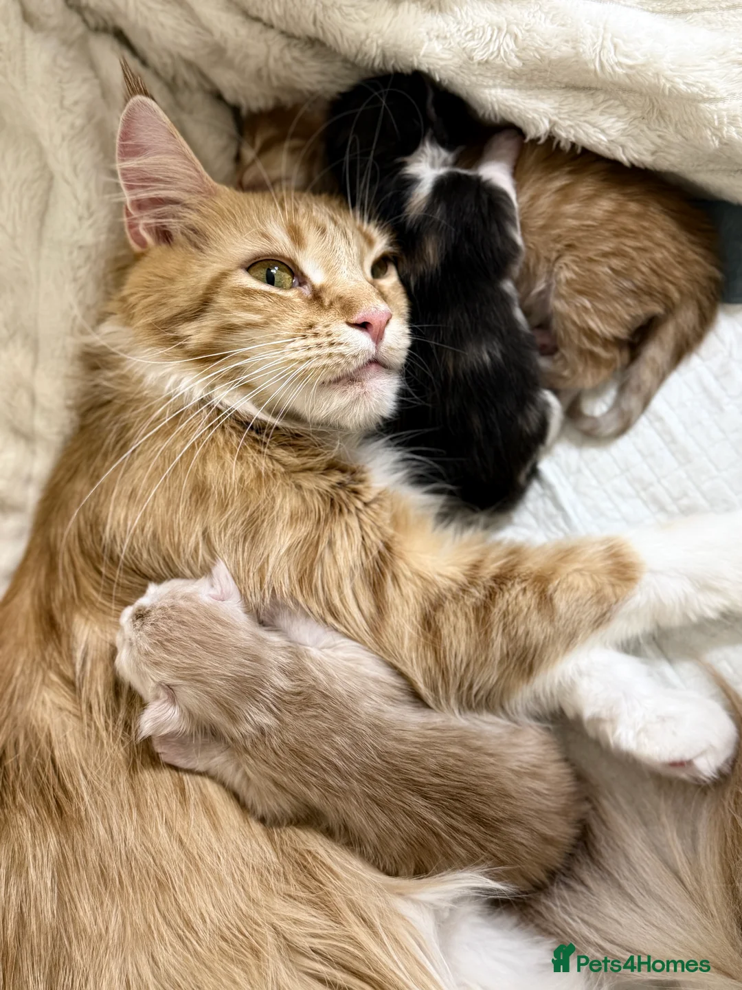 Maine Coon cats for sale: Purebred Adorable Maine Coon Kittens Available - Advert 2