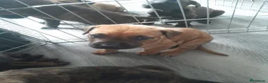 Mixed Breed Puppy 2