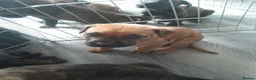 Mixed Breed dogs for sale: Cane corso  ** tiff/alsation puppies - Advert 5