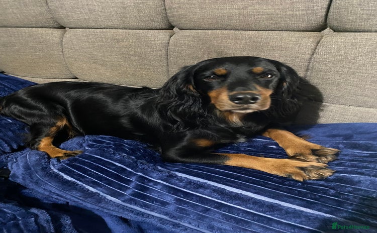 Cocker Spaniel dogs 2 super Black and Tan boy cocker spaniel puppies  - Advert 12