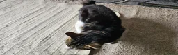 Mixed Breed cats for sale: Cat without tail in London - Advert 3