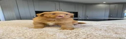 Nova Scotia Duck Tolling Retriever dogs for sale: Chunky adorable Nova Scotia puppies  - Advert 10