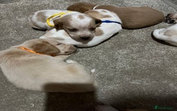 Bocker dogs for sale: Beautiful bocker/beagle puppies - Image 12