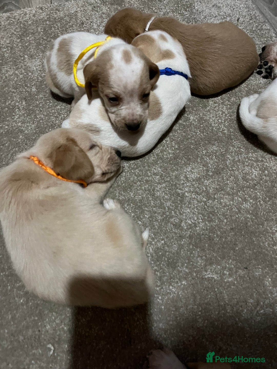 Bocker dogs for sale: Beautiful bocker/beagle puppies - Image 12