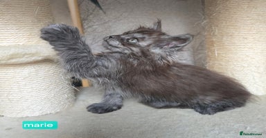 Maine Coon cats - Advert 6