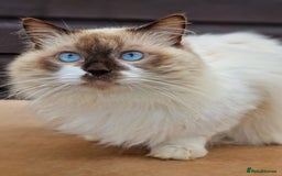Ragdoll cats for sale: Ragdolls Due 12th August  - Image 5
