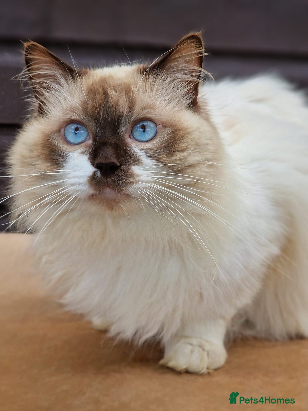 Ragdoll cats for sale: Ragdolls Due 12th August  - Image 5