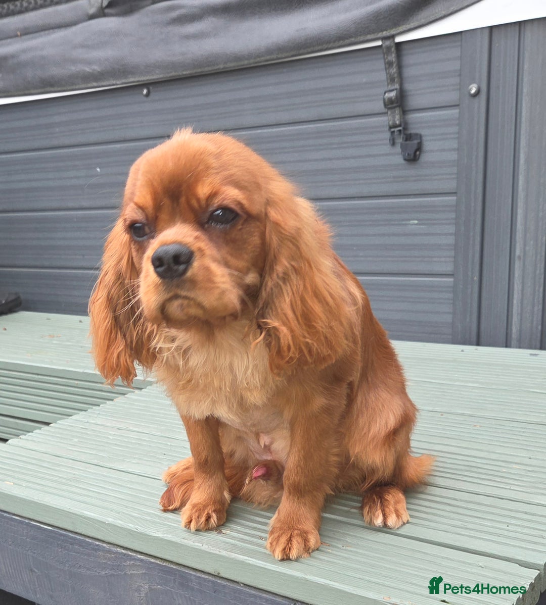 Cavalier King Charles Spaniel dogs for stud: Extensively health tested ruby STUD - Advert 1