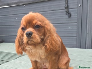 Cavalier King Charles Spaniel dogs Extensively health tested ruby STUD - Advert 1
