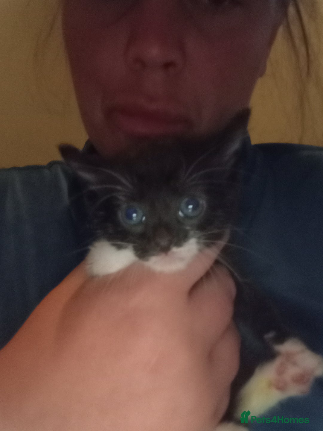 Mixed Breed rabbits for sale: 4 kittens ready now  - Advert 7