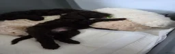 Cockapoo dogs for sale: Cockapoo puppies  - Advert 12