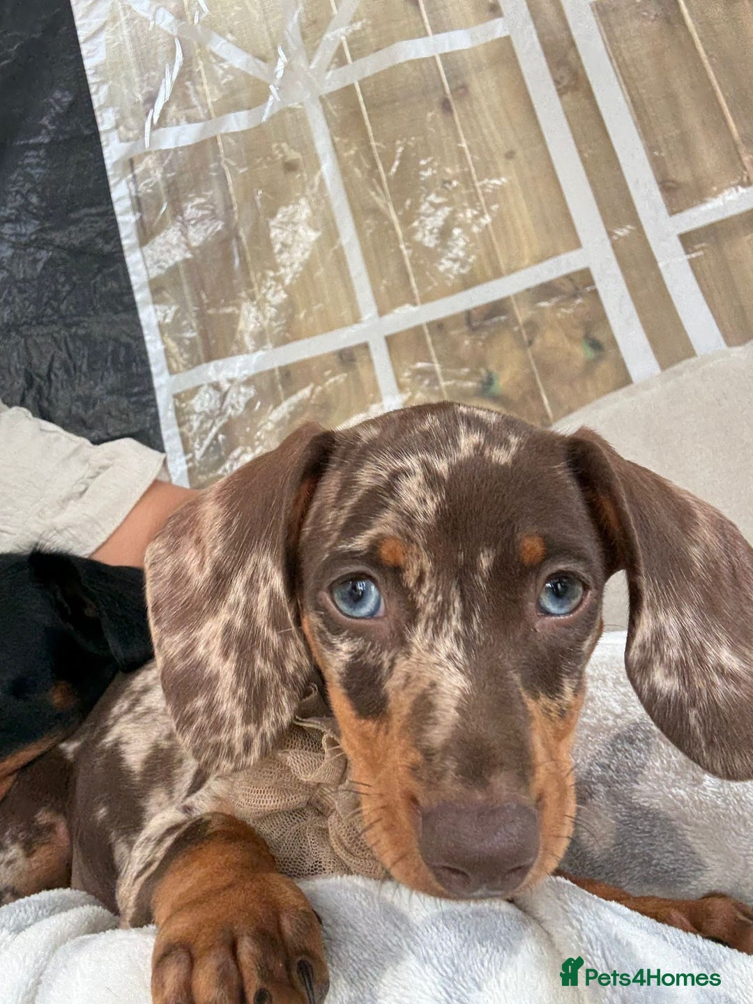 Dachshund dogs for sale: MOLLY IS CURRENTLY RESERVED WILL UPDATE IF CHANGES - Advert 2