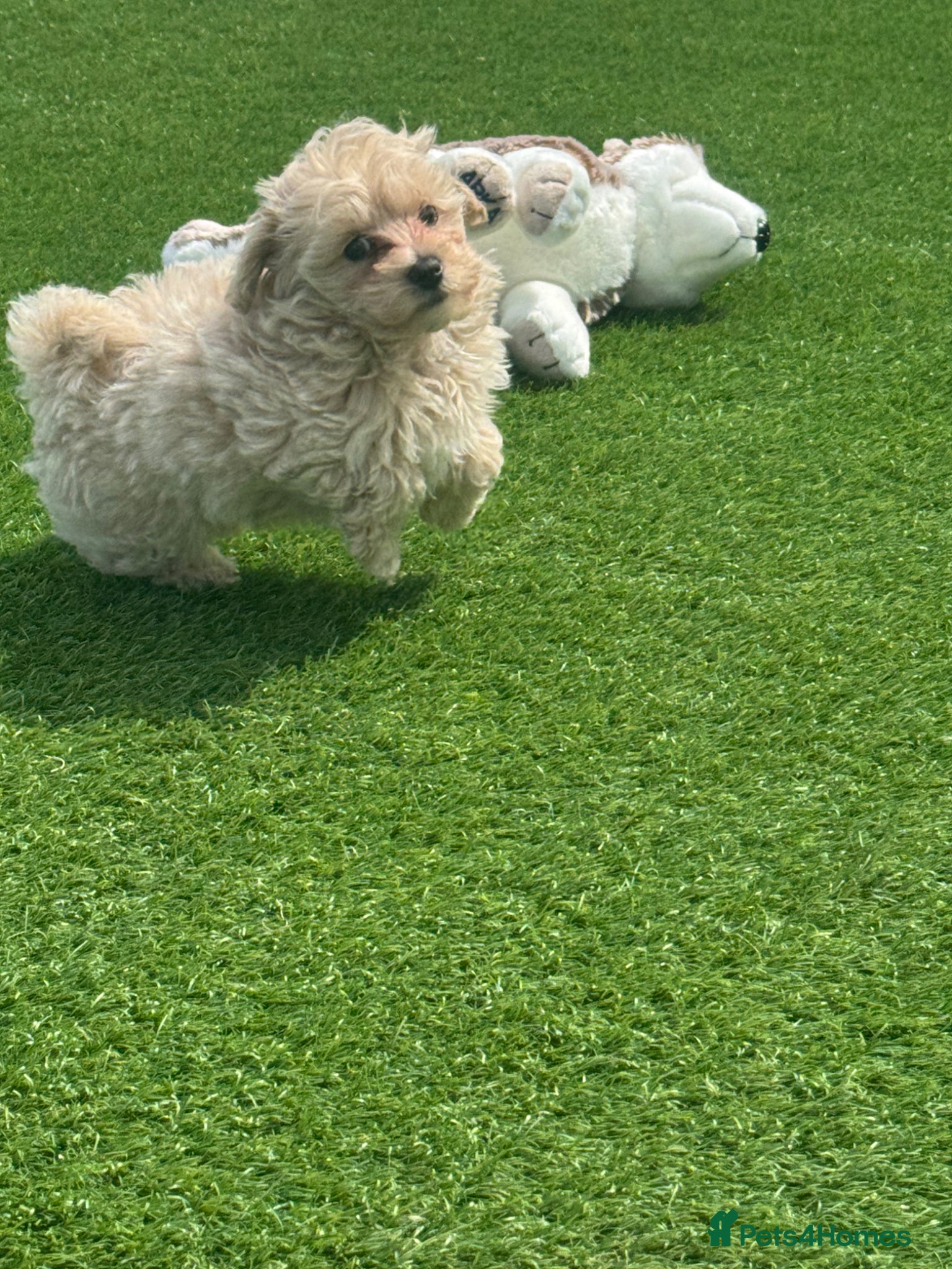 Maltipoo dogs Beautiful small Maltipoos (Asian poodle) f1 💙💙 - Advert 6